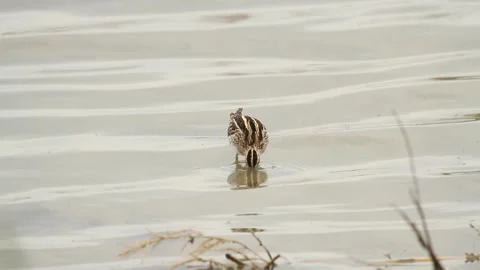 Common snipe (Gallinago gallinago) feeding on the pond Stock Footage 291315570