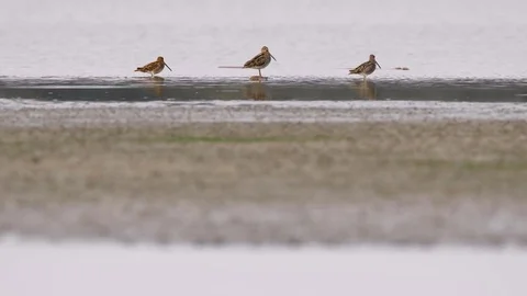 Common snipe (Gallinago gallinago) Stock Footage 79898220