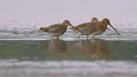 Common snipe (Gallinago gallinago) Stock Footage 79899789