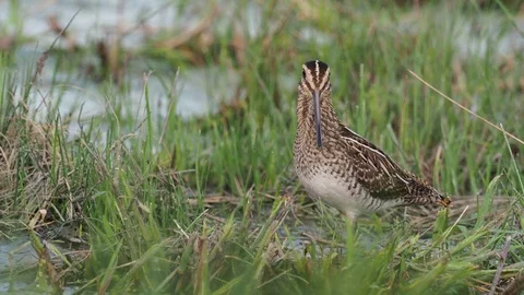 Common snipe, Gallinago gallinago Stock Footage 98646865