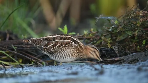 Common Snipe (Gallinago gallinago) Stock Footage 134904418