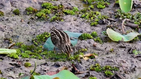 Common Snipe, Gallinago gallinago, using its long bill to search for food Video stock 121073562