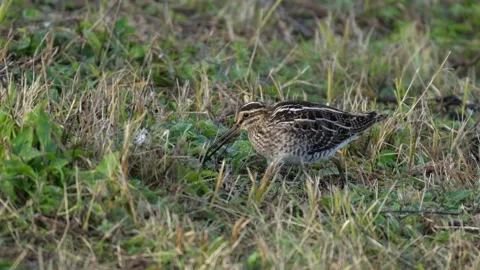 Common Snipe in the meadow digging for worms Vidéo 162478897