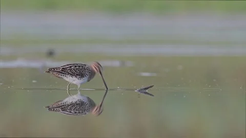 The common Snipe in the muddy waters (Gallinago gallinago) Stock Footage 250521344