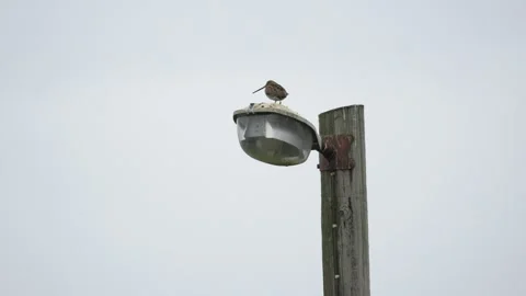 Common Snipe Perched on Street Lamp and Flying Away in Iceland 4K Wildlife Stock Footage 339742268