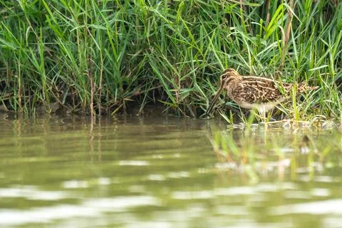 Common Snipe Foto stock