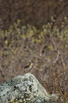 Common snipe. Foto stock