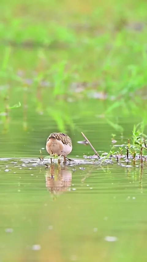 Common snipe in pond water 库存影片 335662107