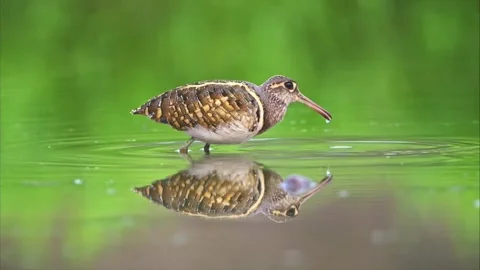 Common snipe on pondwater Vídeos de archivo 335661945