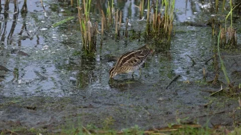 Common Snipe rooting for grubs  in the margins of a lake Video stock 162478040