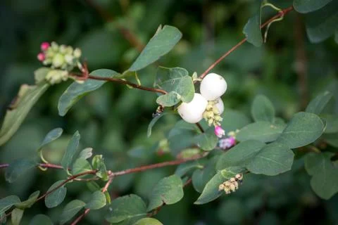 The common snowberry Stock Photos