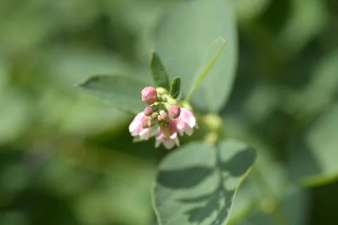 Common Snowberry Stock Photos