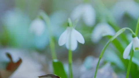 Common Snowdrop Blooming. Spring Flower Snowdrop Is First Flower In Beginning Of Stock Footage 260246012