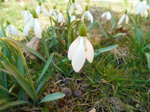 Common snowdrop close-up on temperate meadow in early spring Foto stock