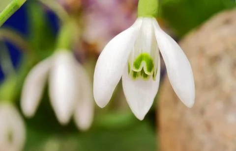 Common snowdrop Stock Photos