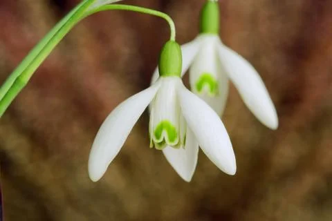 Common snowdrop Stock Photos
