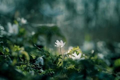 Common snowdrop 库存照片