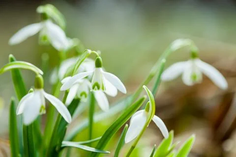 Common snowdrop Stock Photos