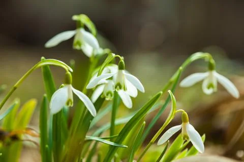 Common snowdrop Stock Photos