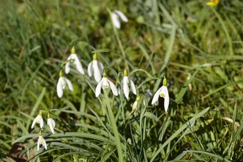 Common snowdrop Stock Photos