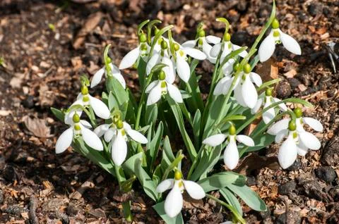 Common snowdrops closeup Stock Photos