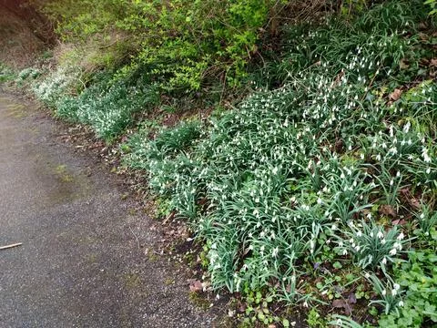 Common snowdrops at the edge of the road Stock Photos