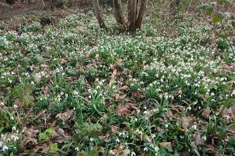Common snowdrops growing in a park Stock Photos
