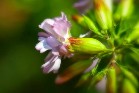Common Soapwort - macro 写真素材