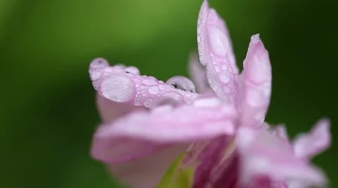 Common soapwort - water drops Stock-Footage 11793705