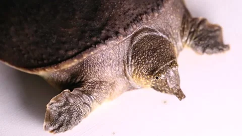 Common softshell turtle or asiatic softshell turtle (Amyda cartilaginea) isolate Stock Footage 220577548
