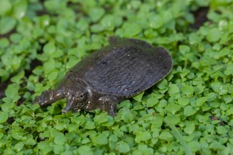 Common softshell turtle or asiatic softshell turtle (Amyda cartilaginea) Foto stock
