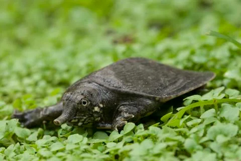 Common softshell turtle or asiatic softshell turtle (Amyda cartilaginea) Stock Photos