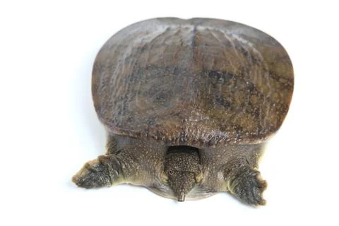 Common softshell turtle or asiatic softshell turtle (Amyda cartilaginea) Fotos de archivo