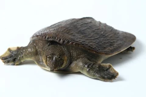Common softshell turtle or asiatic softshell turtle (Amyda cartilaginea) Foto stock