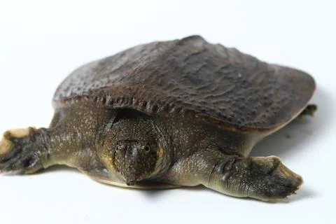 Common softshell turtle or asiatic softshell turtle (Amyda cartilaginea) Stock Photos