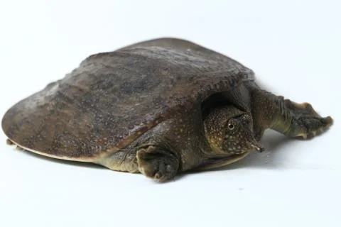 Common softshell turtle or asiatic softshell turtle (Amyda cartilaginea) Stock Photos
