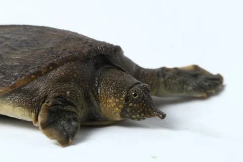 Common softshell turtle or asiatic softshell turtle (Amyda cartilaginea) Stock Photos