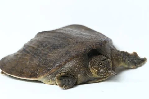 Common softshell turtle or asiatic softshell turtle (Amyda cartilaginea) Stock Photos