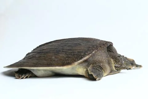 Common softshell turtle or asiatic softshell turtle (Amyda cartilaginea) Stock Photos