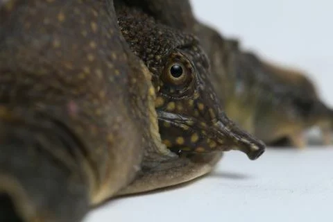 Common softshell turtle or asiatic softshell turtle (Amyda cartilaginea) Foto stock
