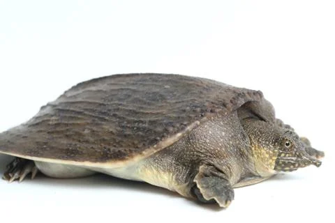 Common softshell turtle or asiatic softshell turtle (Amyda cartilaginea) Stock Photos