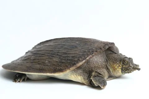 Common softshell turtle or asiatic softshell turtle (Amyda cartilaginea) Foto stock