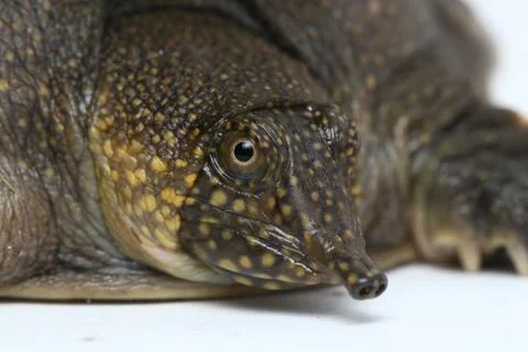 Common softshell turtle or asiatic softshell turtle (Amyda cartilaginea) Stock Photos