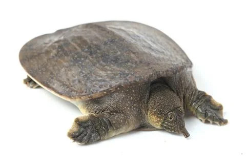 Common softshell turtle or asiatic softshell turtle (Amyda cartilaginea) Stock Photos