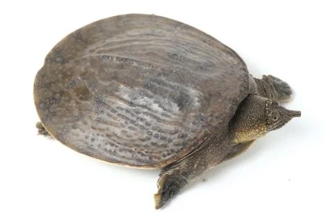 Common softshell turtle or asiatic softshell turtle (Amyda cartilaginea) Stock Photos