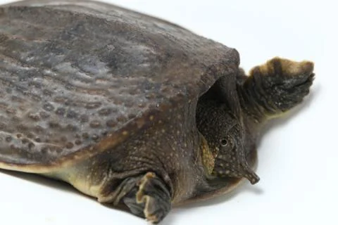 Common softshell turtle or asiatic softshell turtle (Amyda cartilaginea) Stock Photos
