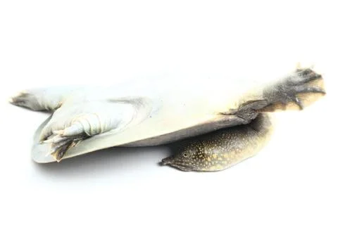 Common softshell turtle or asiatic softshell turtle (Amyda cartilaginea) Stock Photos