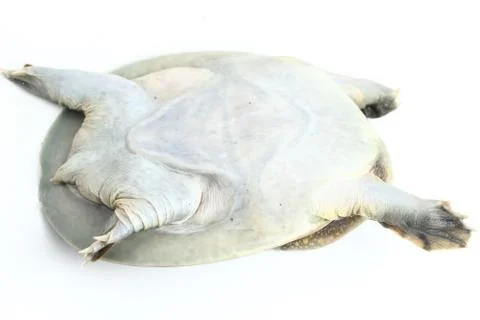 Common softshell turtle or asiatic softshell turtle (Amyda cartilaginea) Foto stock