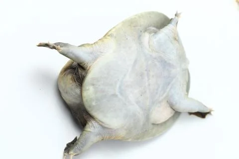 Common softshell turtle or asiatic softshell turtle (Amyda cartilaginea) Foto stock