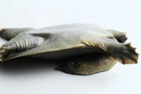 Common softshell turtle or asiatic softshell turtle (Amyda cartilaginea) Stock Photos